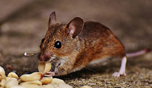 24 Hour & Emergency Exterminators in Martin, NE